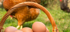 Grippe aviaire : la vente de volaille et d’œufs autorisée hors du Komo-Mondah