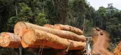 Interdiction de l’exportation des grumes en Cemac : Les industriels craignent une hausse de la taxe